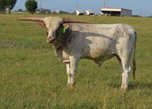BULL 609