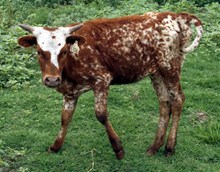 Calf 1126 Heifer