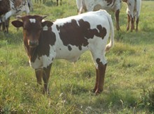 CALF 1188 BULL