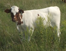 Calf 1194
