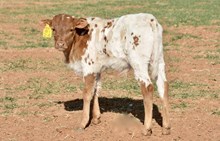 TS Lone Star Justice