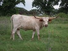 ZD DIAMOND STAR 4