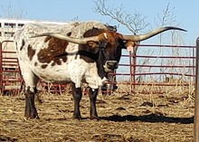 LAZYJ'S OUTBACK
