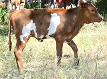 Poco's 2020 heifer
