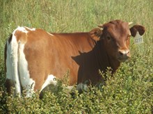 HEIFER CALF 1277
