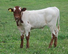 SUPER SIERRA x EPIC WARRIOR BULL