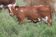 1386 Rocky x Firewater heifer 2017