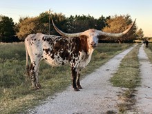 3P RAGNAR