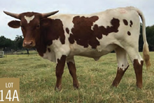 LC MISS RIO TUFF COWGIRL
