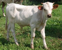 FIREWORKS STEER