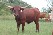 Outback Bonnie EOT 1532