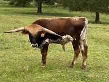 RWR Respected Cowboy 419
