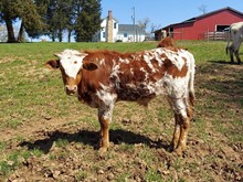 WB Conquistagal 911 x RC Bootlegger bull calf