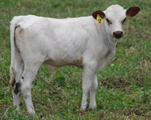 SUPER ROSE x EPIC WARRIOR BULL