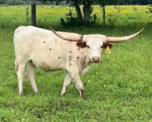 6h SLAINE  2022 heifer