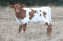 SHR Rory