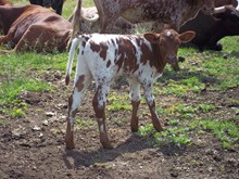 5d Z Rumpbull