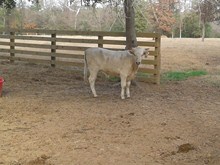 LAR White Knight 1312