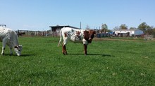 K C Justice x SH Bunny Rainbow heifer