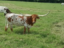 LAR Hay Hooker 2711