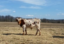 Country Nugget