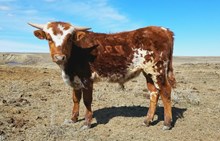 TFP STEER SS IRON ROSE