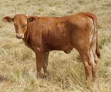A&S Bolero's Queen