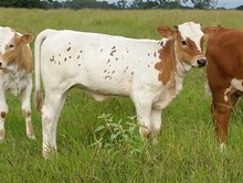 Heifer 6/7