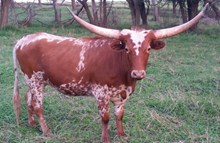 LL AMBERELLA