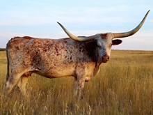 SHOSHONI 25