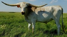 TFP SPUR
