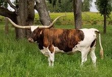 Smoking Brown Cow