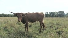 M Arrow Jewel 2018 heifer