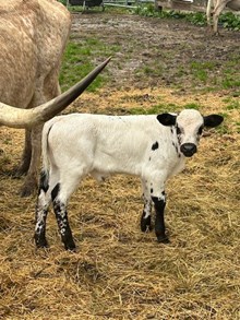 BCC BULL CALF