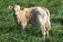 2020 DH Sunup bull