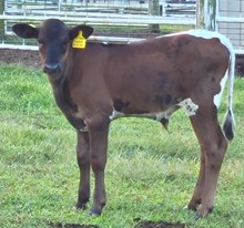Savanah bull 21