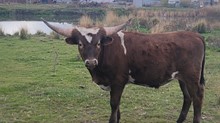 Gold Digger Steer