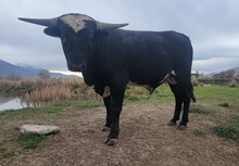 Patton Rose Bull