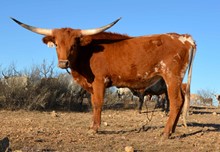 PPR TEXAS RUST {139}