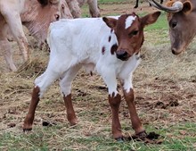 Steer 5/22 (What)
