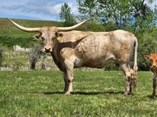 CB SAGEBRUSH SALLY