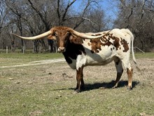 MN Miss Remington