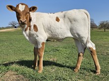 Penelope DSM
