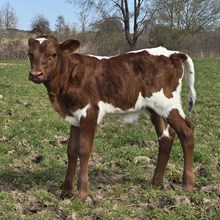 YR Red Rock x TAL Raven Bull