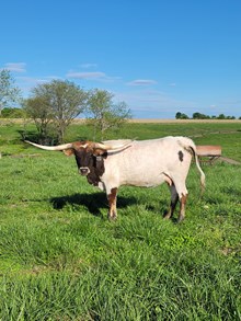 GLR MONIKAS ROYAL TEXAN