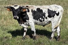 Kingsford x Tickled steer
