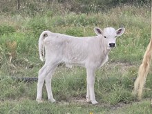 2025 BLONDIE VEGAS HEIFER CALF