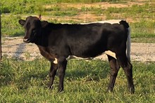 Whitney Calf 2025