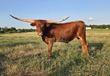 2022 TIARA STEER