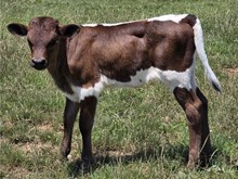 Showman Draggin' Heifer Calf